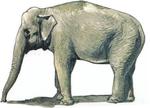 1/48 Asian Elephant (1 figure) 